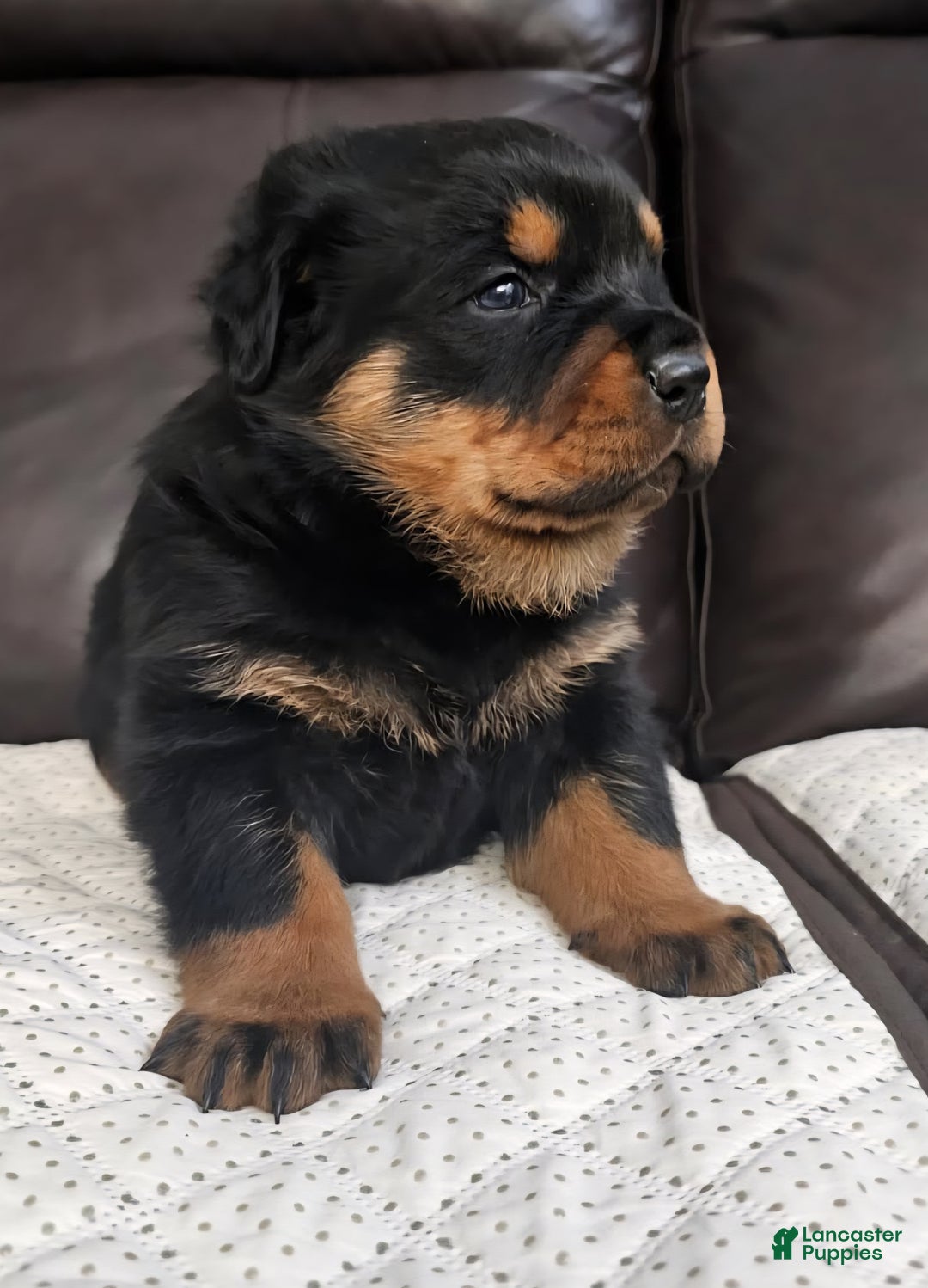 Rottweiler dogs for sale: Rottweiler Puppy 1 Black Male - Ad 3