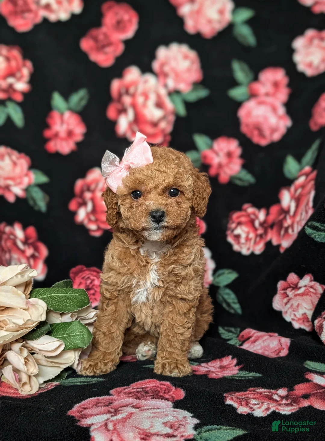 Toy Poodle dogs for sale: Peaches 9 lbs Full Grown - Ad 1