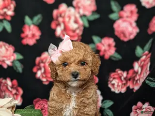Toy Poodle dogs for sale: Peaches 9 lbs Full Grown - Ad 2
