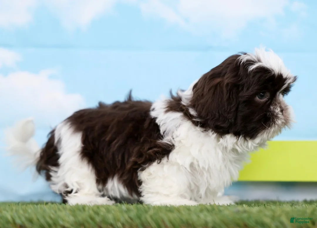 Shih Tzu dogs for sale: Salem - Ad 4