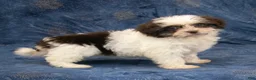 Havanese dogs for sale: Rachel - Ad 6