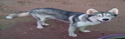 Siberian Husky dogs for sale: Boy - Ad 3