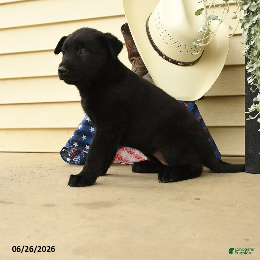 Belgian Malinois dogs Chance - Ad 2