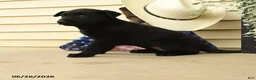 Belgian Malinois dogs for sale: Chance - Ad 2
