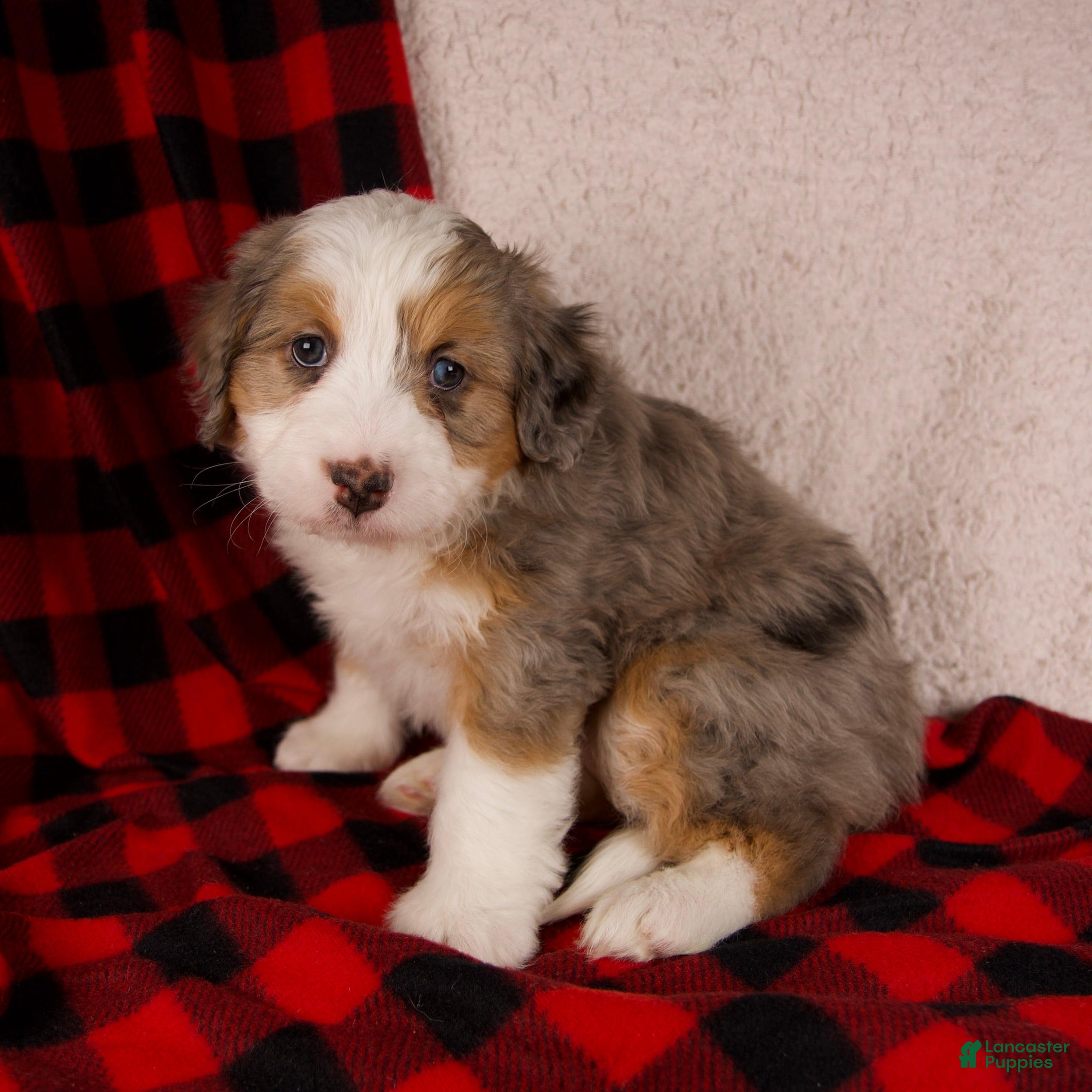 Mini Bernedoodle dogs Angel Girl *Potty Training* - Ad 2