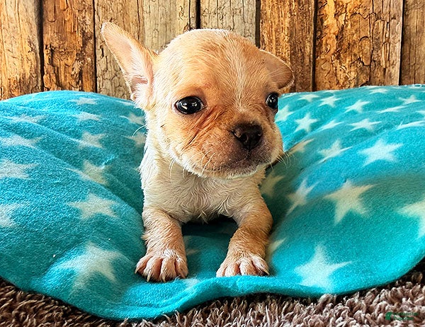 Frenchton dogs for sale: Strawberry - Ad 3