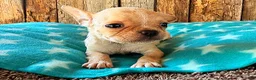 Frenchton dogs for sale: Strawberry - Ad 1