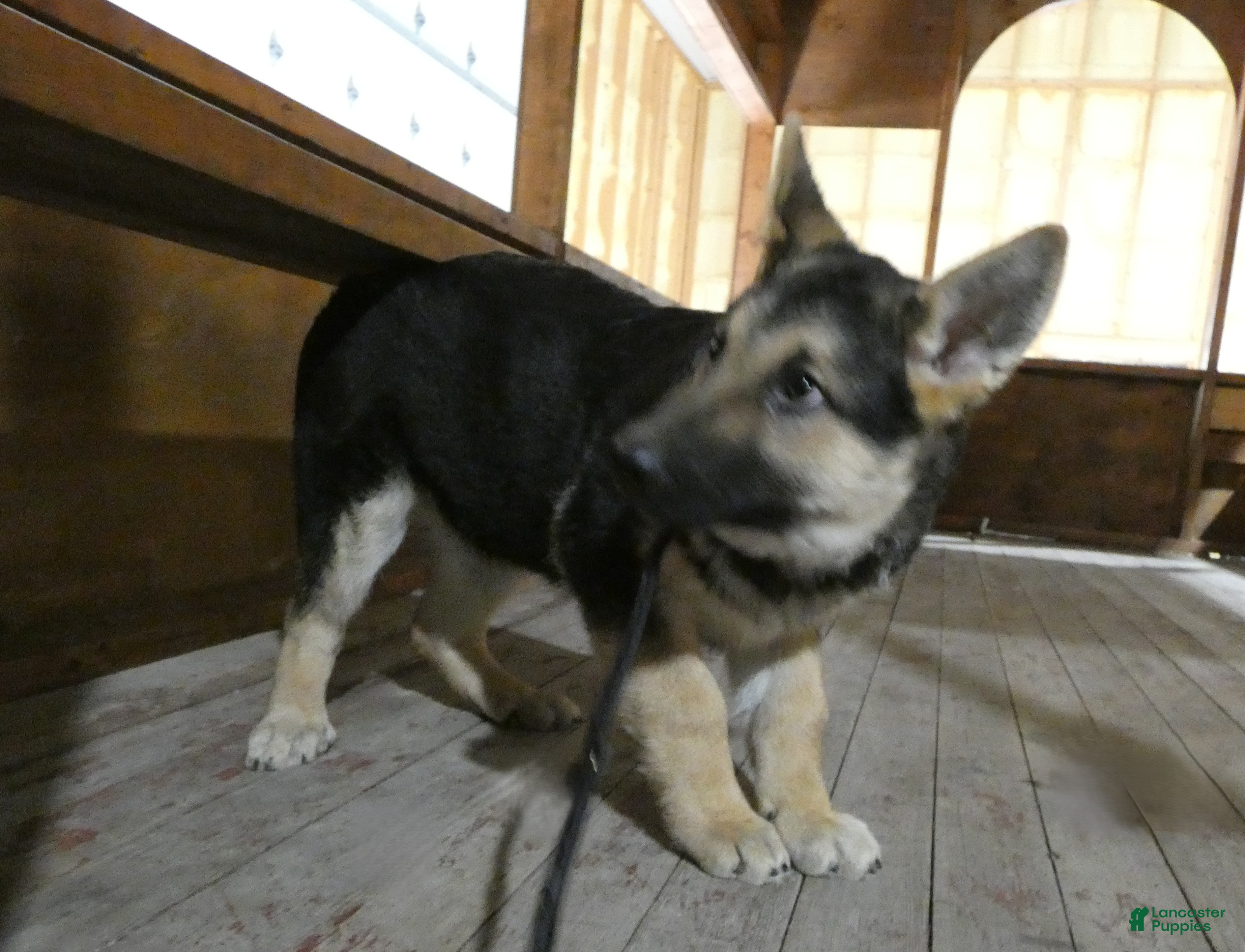 German Shepherd dogs German Shepherd Puppy 3 Oakley - Ad 15