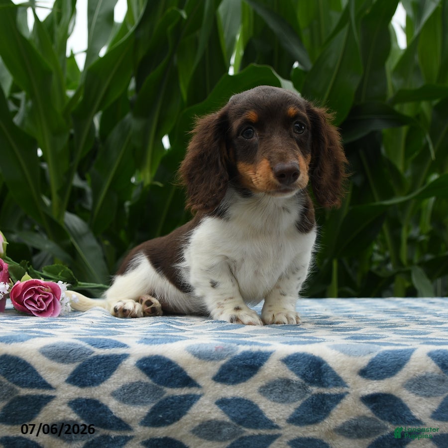 Miniature Dachshund dogs Taco - Ad 1