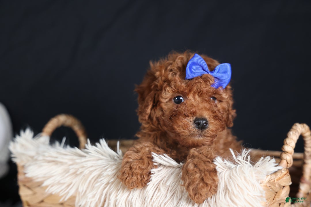 Miniature Poodle dogs for sale: BAILEY - Ad 12