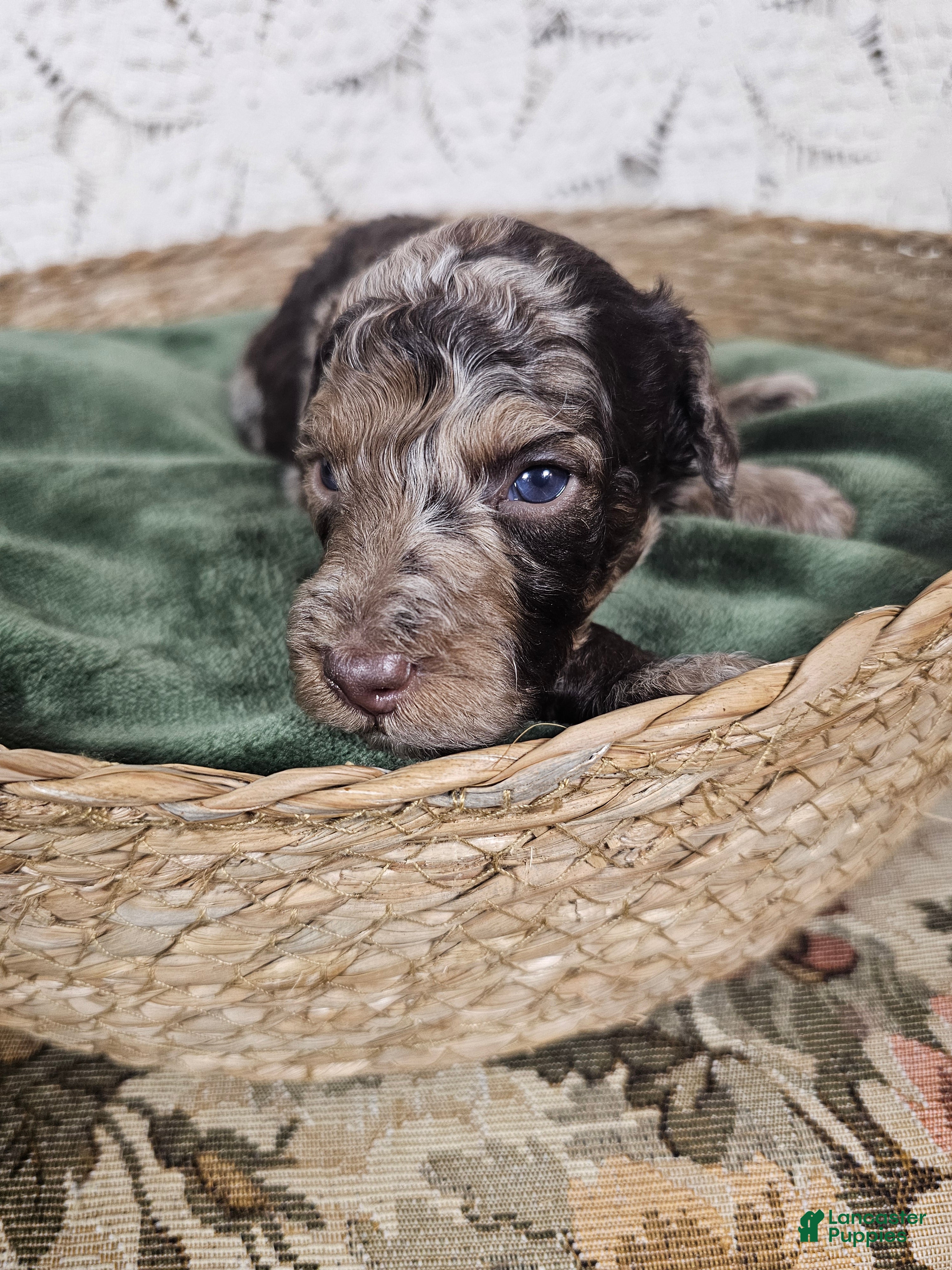 Mini Goldendoodle dogs Saffron  - Ad 2