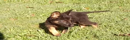 German Shepherd dogs for sale: Cedar - Ad 3