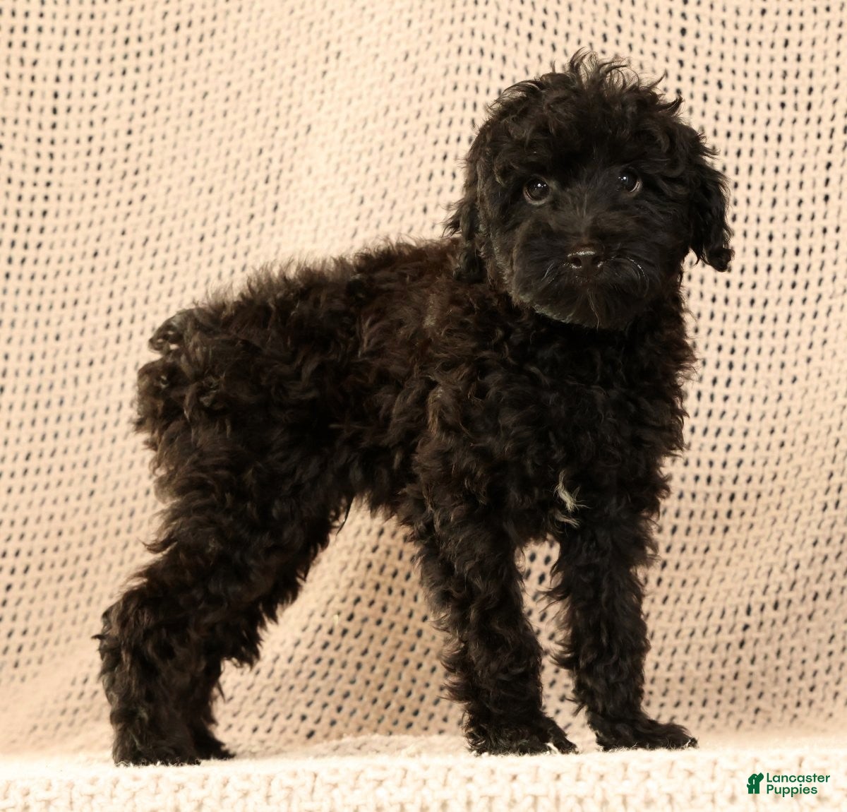 Yorkiepoo dogs Zack - Ad 2