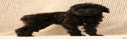 Yorkiepoo dogs for sale: Zack - Ad 2