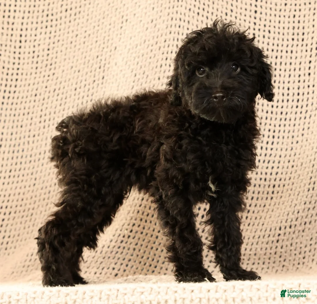 Yorkiepoo dogs for sale: Zack - Ad 2