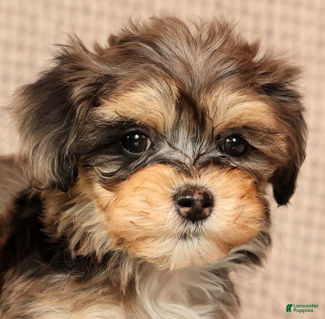 Havapoo dogs for sale: Paisley - Ad 9