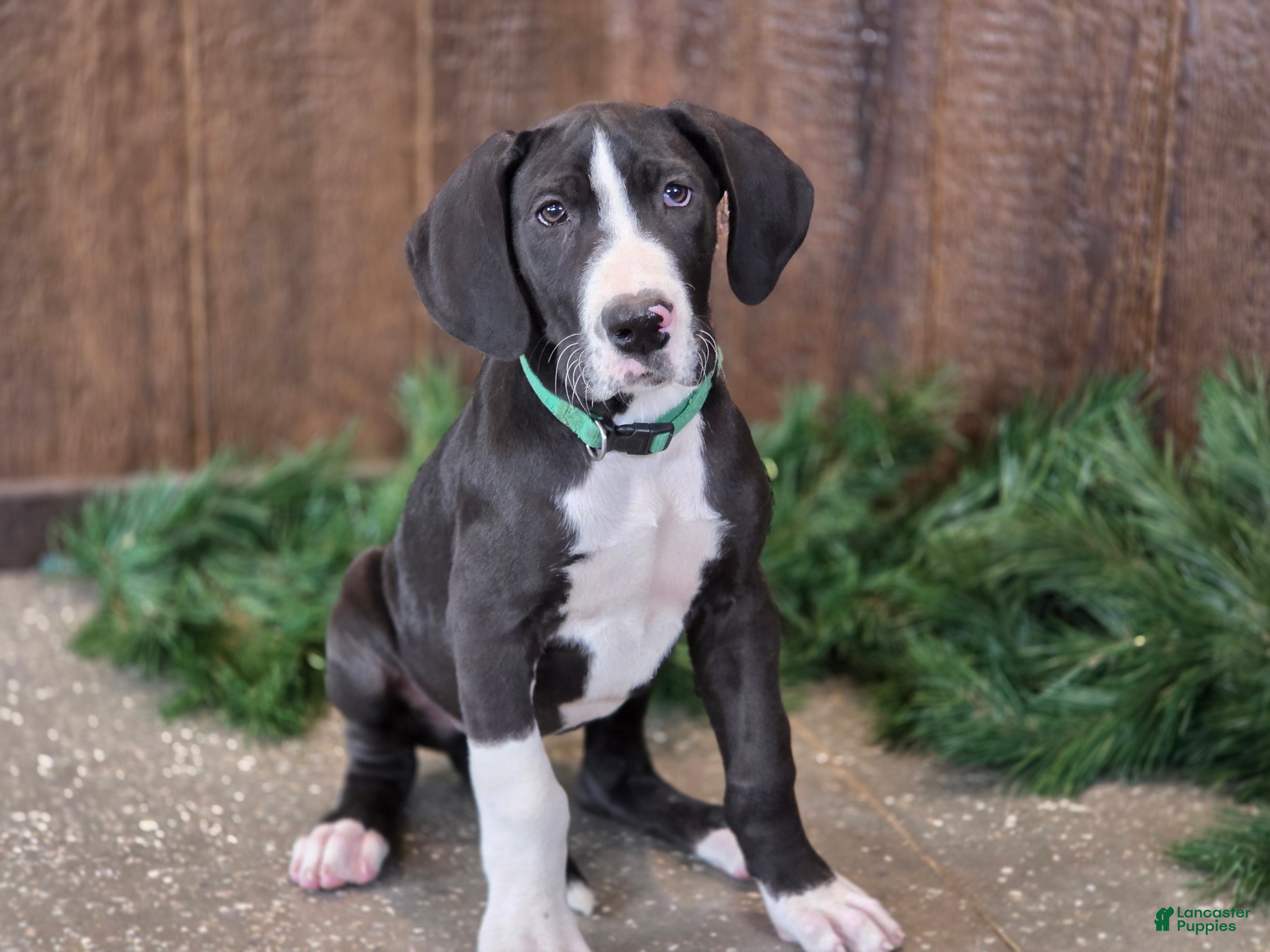 Great Dane dogs Lawrence - Ad 4