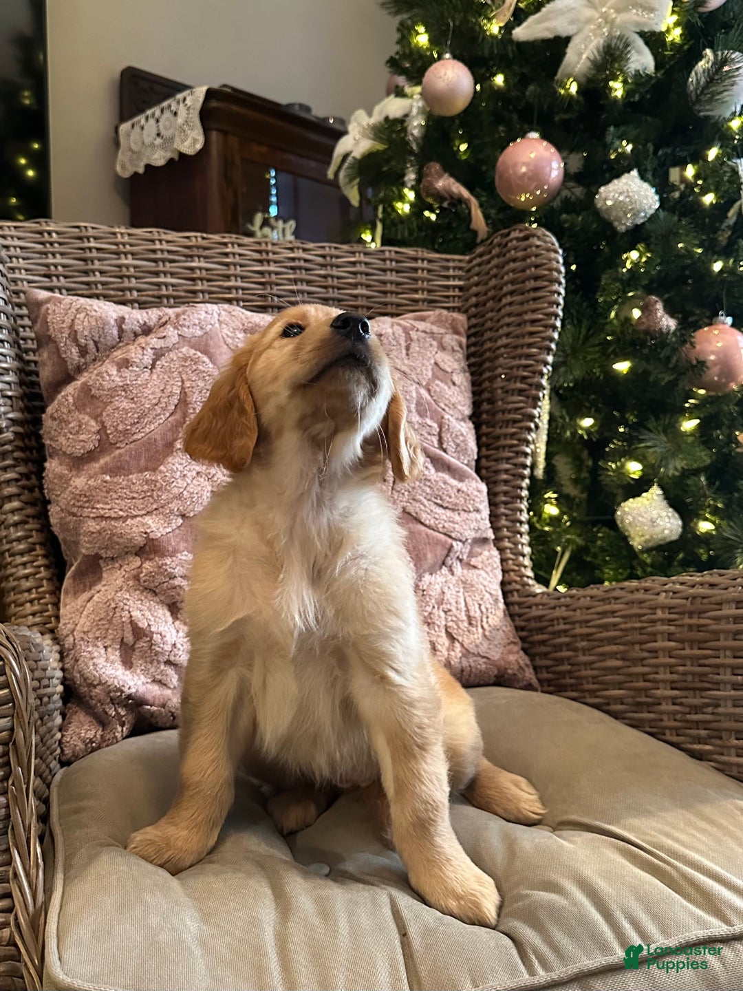 Golden Retriever dogs for sale: Golden Retriever Dark Pink Girl - Ad 8