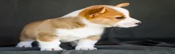 Welsh Corgi Pembroke dogs for sale: Biscuit - Ad 5