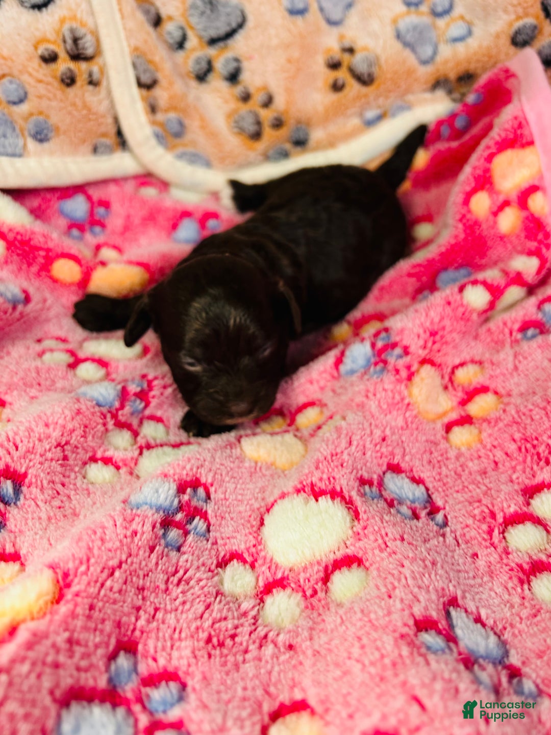 Cavapoo dogs for sale: Noel - Ad 3