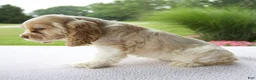 Cocker Spaniel dogs for sale: Rasco - Ad 2