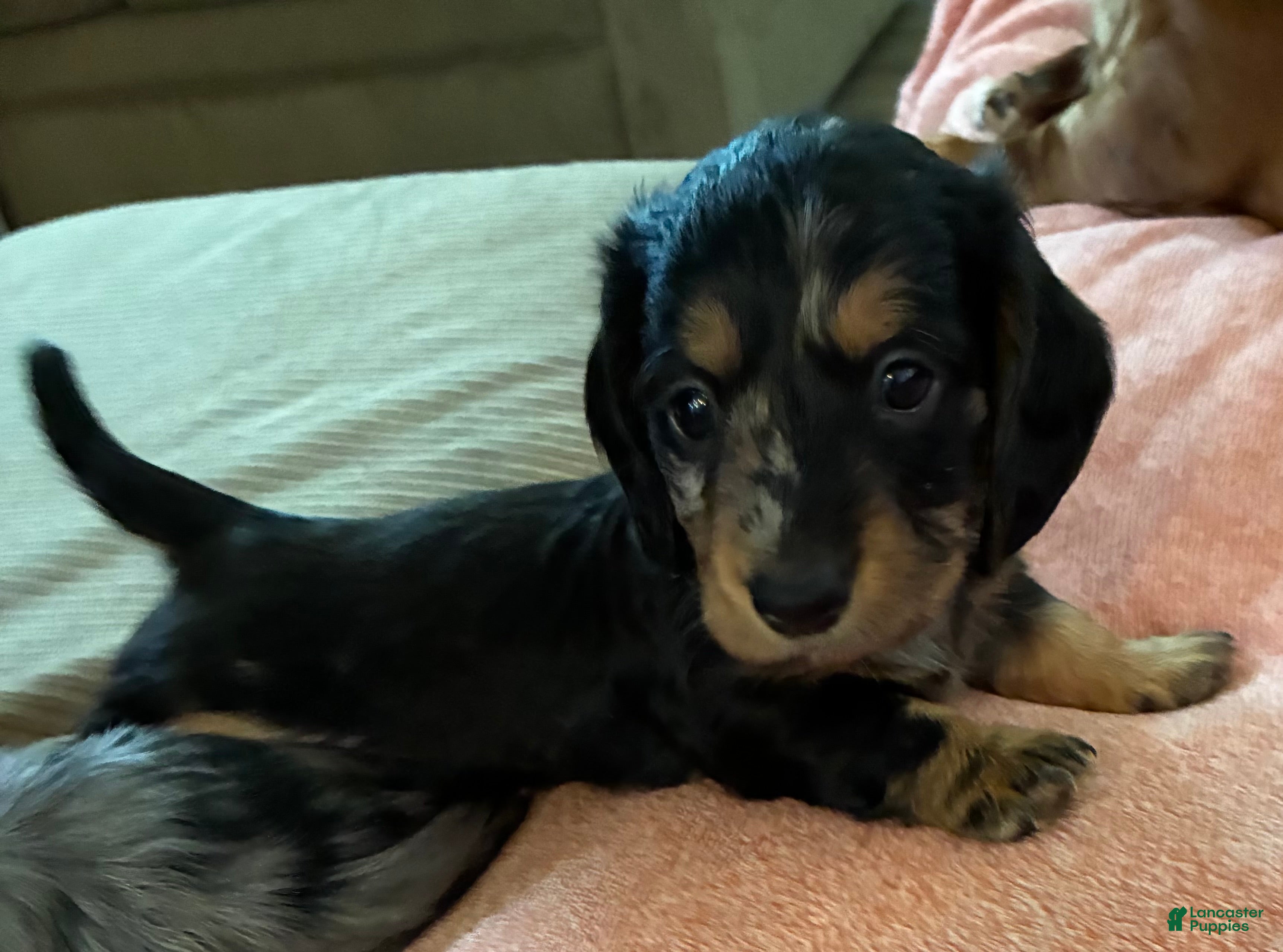 Miniature Dachshund dogs Miniature Dachshund Puppy 2 - Ad 2
