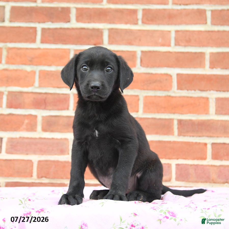 Labrador Retriever dogs Paris - Ad 1