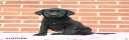 Labrador Retriever dogs for sale: Paris - Ad 1