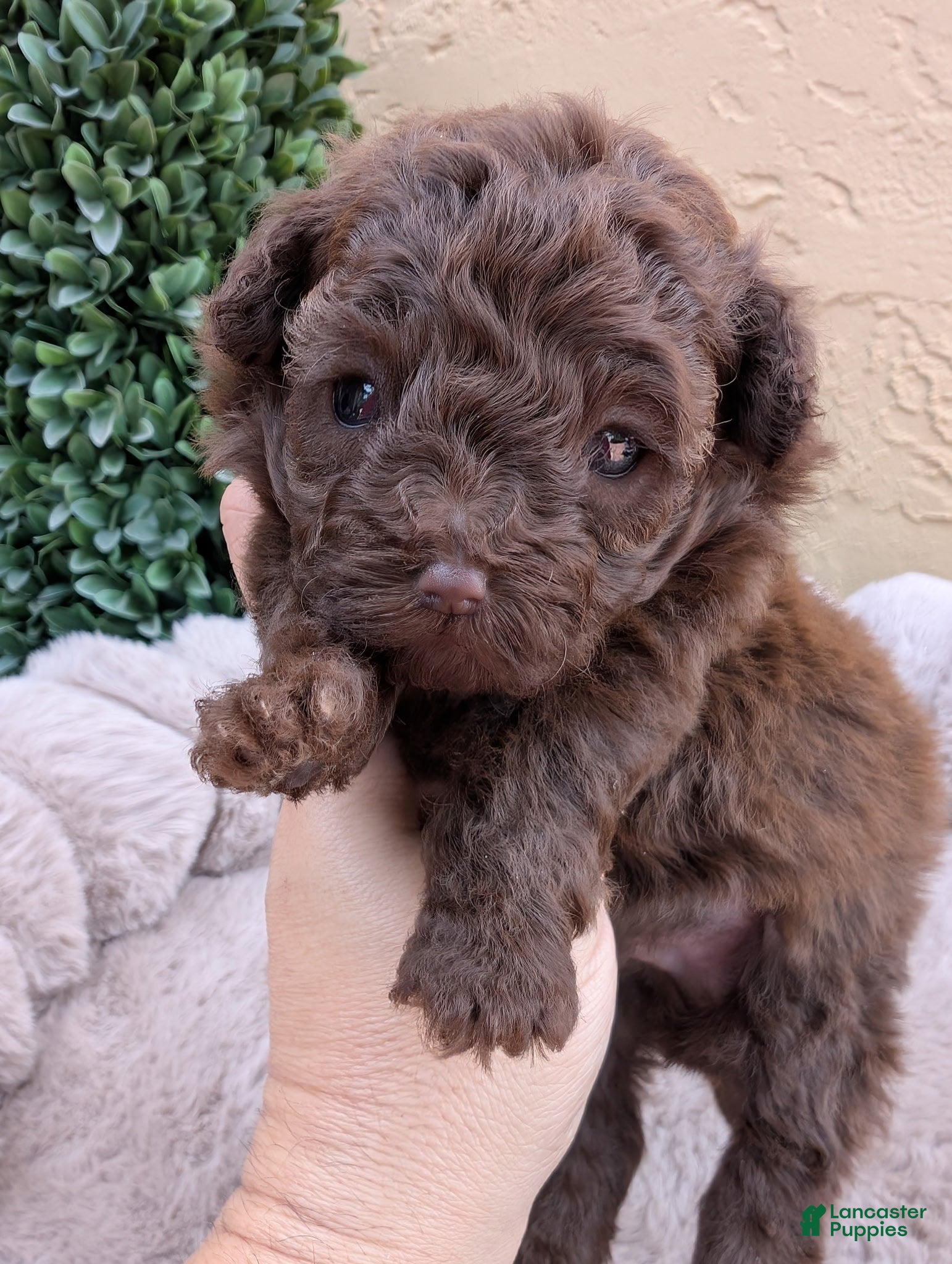 Toy Poodle dogs Ferrero AKC 75Champion Lines on Pedigree - Ad 1