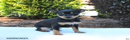 Mixed Breed dogs for sale: Polly - Ad 2