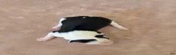 Border Collie dogs for sale: Gordy - Ad 3