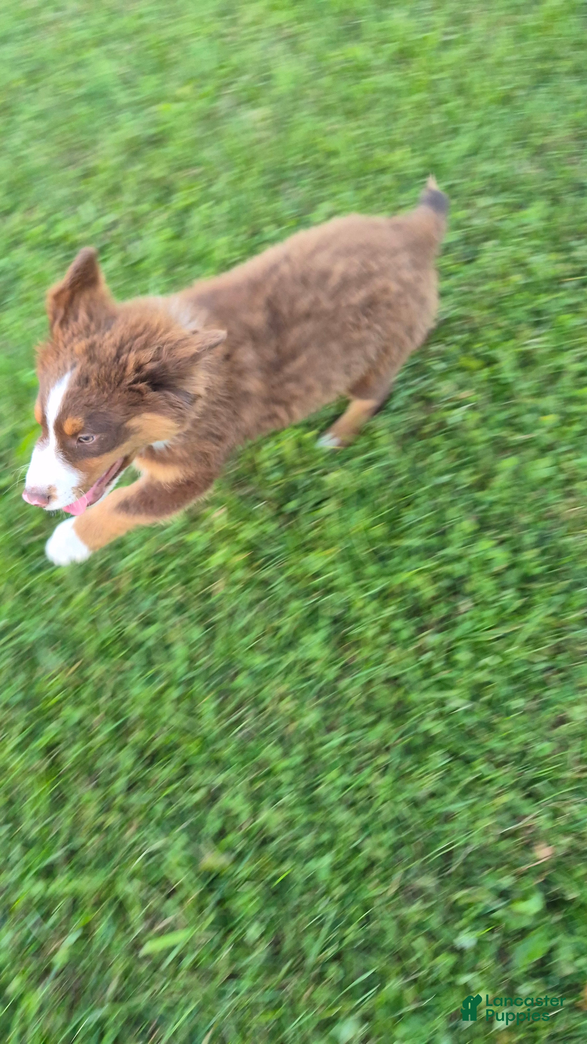 Australian Shepherd dogs for sale: Uno, A.S. 2 - Ad 2
