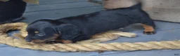 Dachshund dogs for sale: Toffee - Ad 3