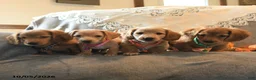 Miniature Dachshund dogs for sale: Spencer - Ad 4