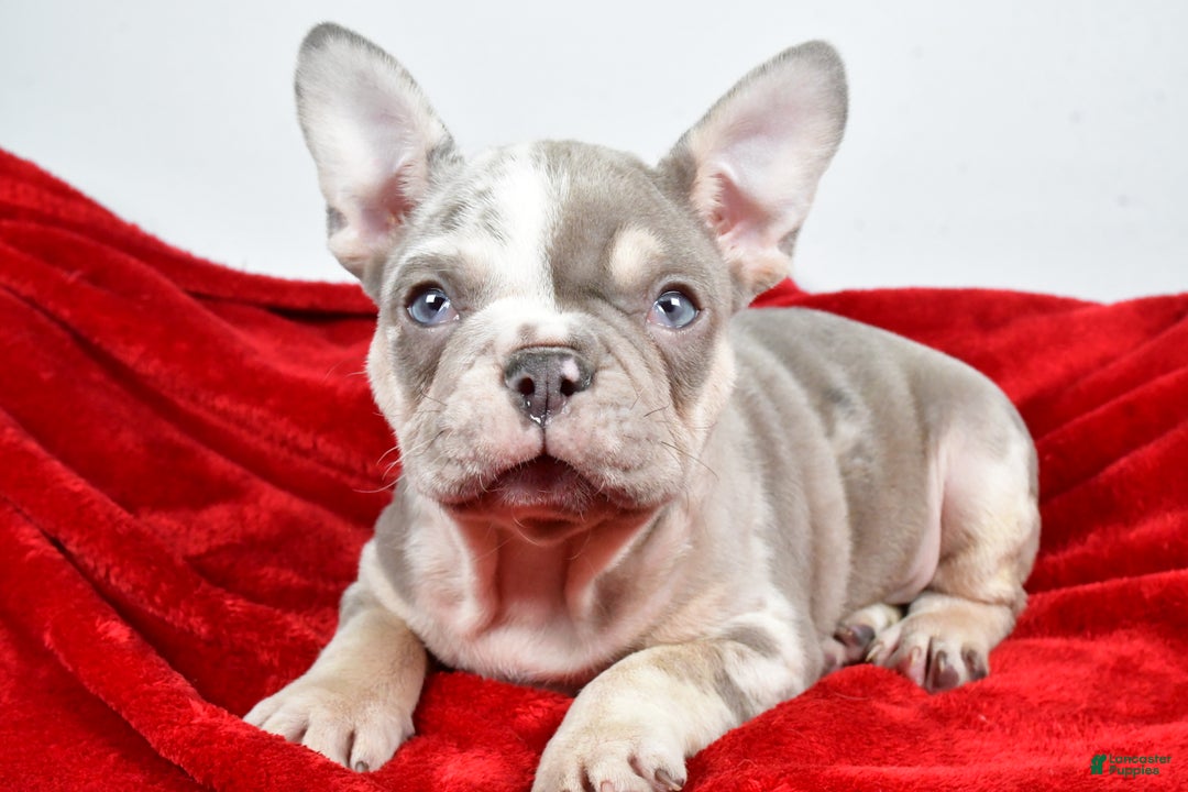 French Bulldog dogs for sale: Frosty - Ad 5