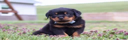 Rottweiler dogs for sale: Roscoe - Ad 2