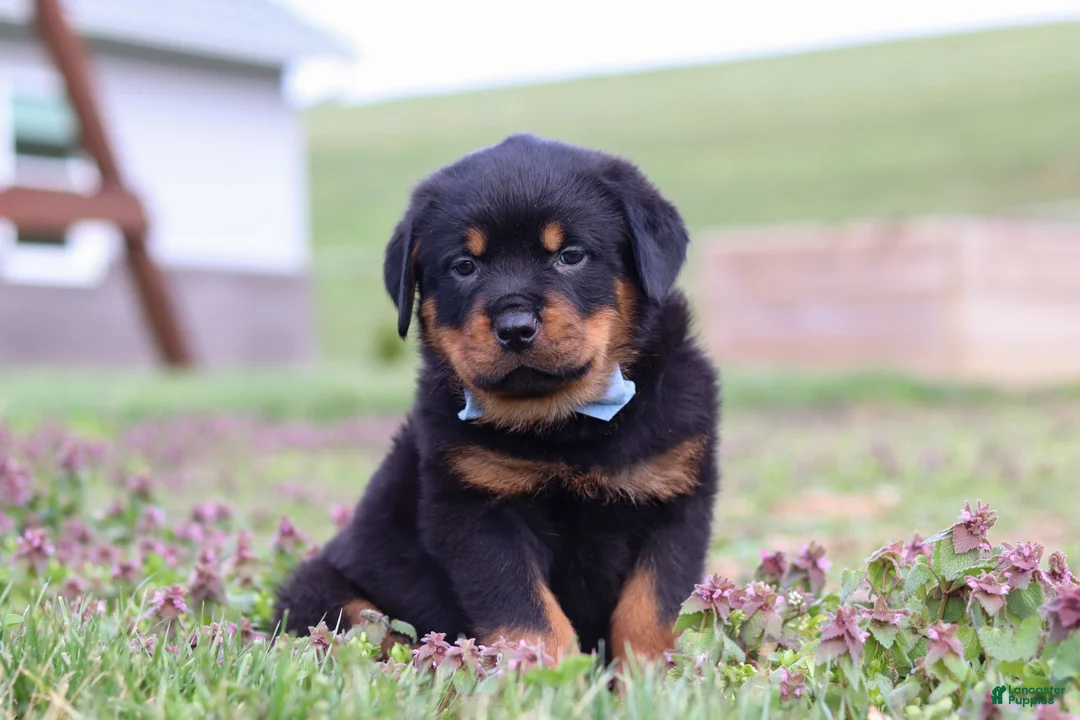 Rottweiler dogs for sale: Roscoe - Ad 2