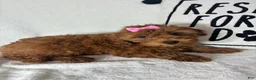 Mini Goldendoodle dogs for sale: Gracie - Ad 5