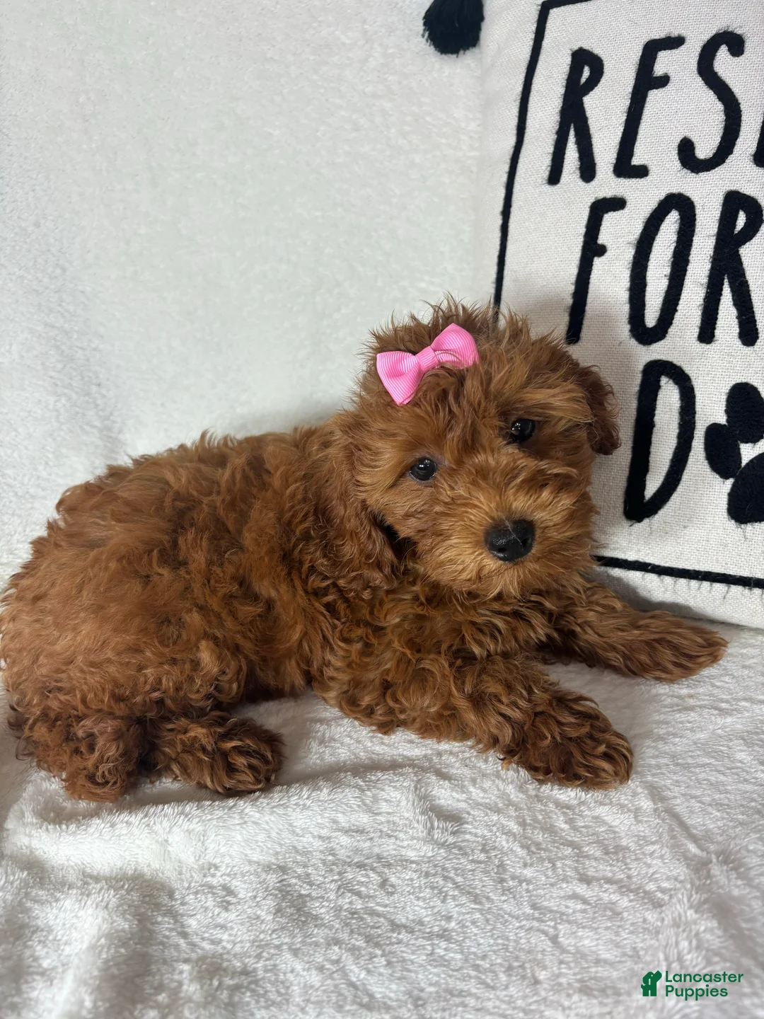 Mini Goldendoodle dogs for sale: Gracie - Ad 5