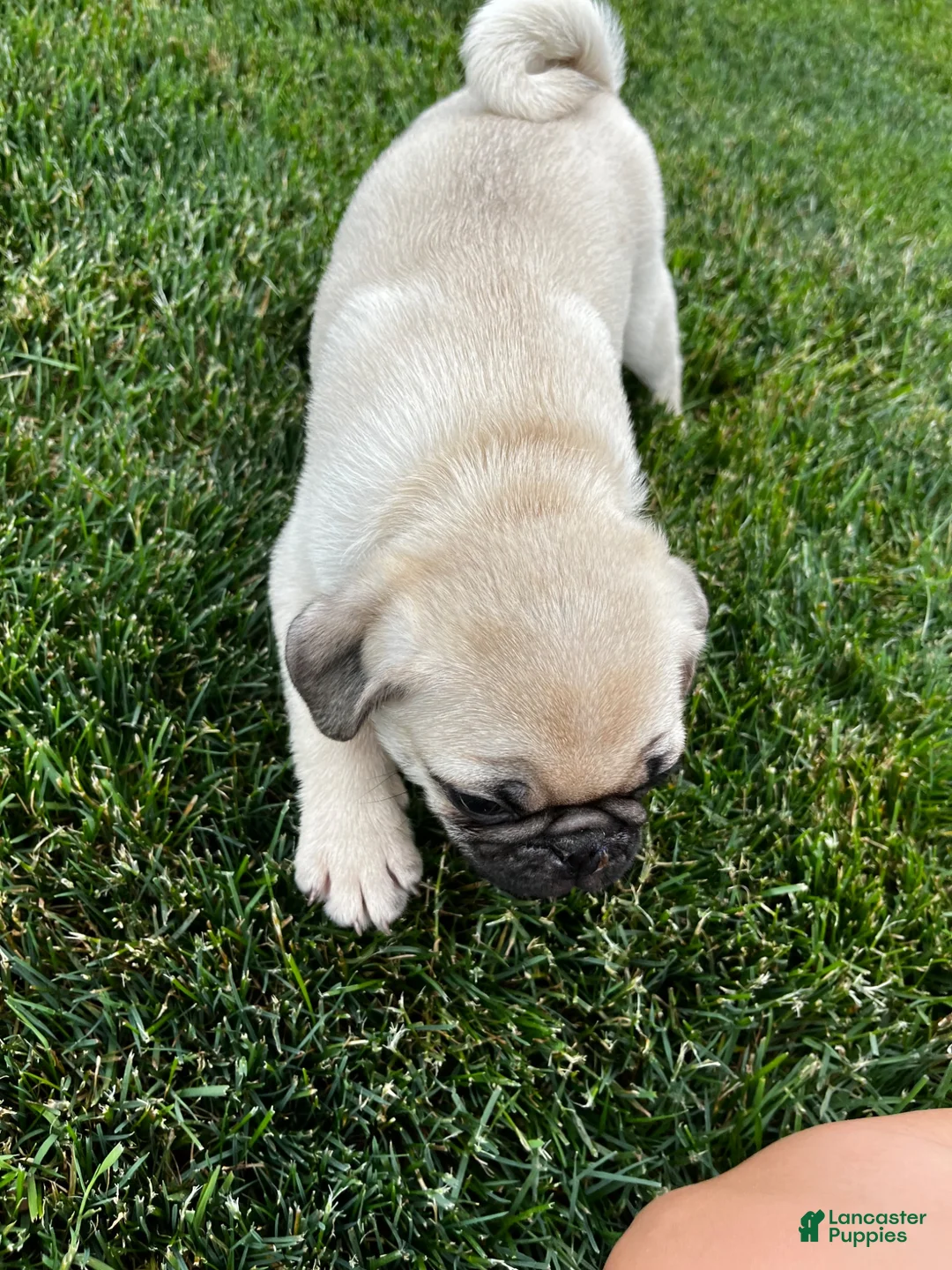 Pug dogs for sale: Pug 1 - Ad 2