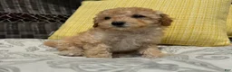 Toy Poodle dogs for sale: 1 Honey - Ad 5
