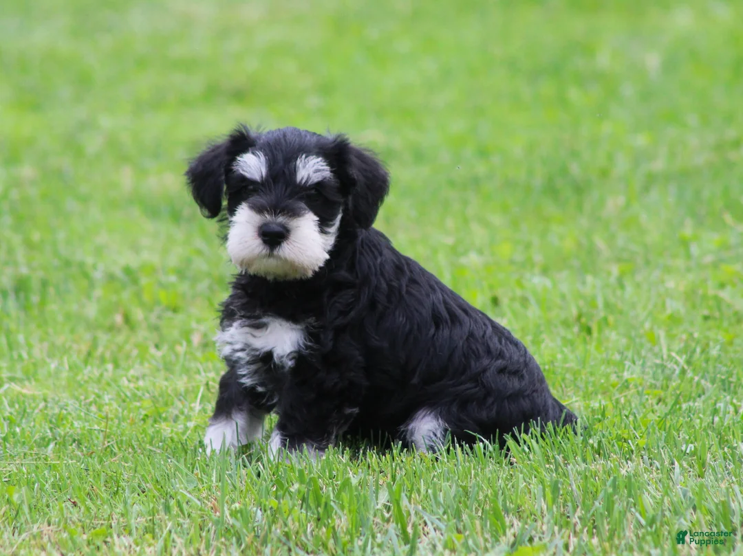 Miniature Schnauzer dogs for sale: Elsa - Ad 2