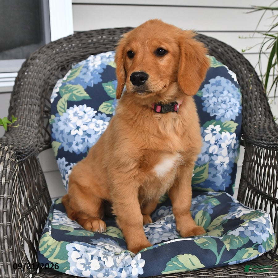Golden Retriever dogs Poppy - Ad 1