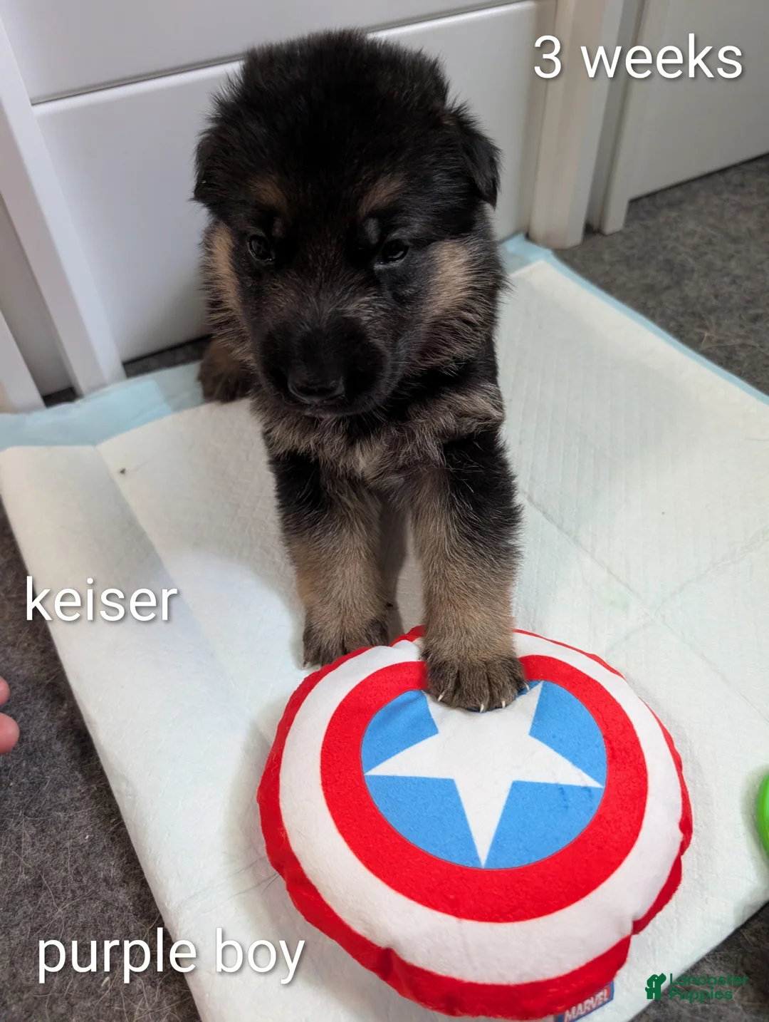 German Shepherd dogs for sale: Kieser - Ad 2