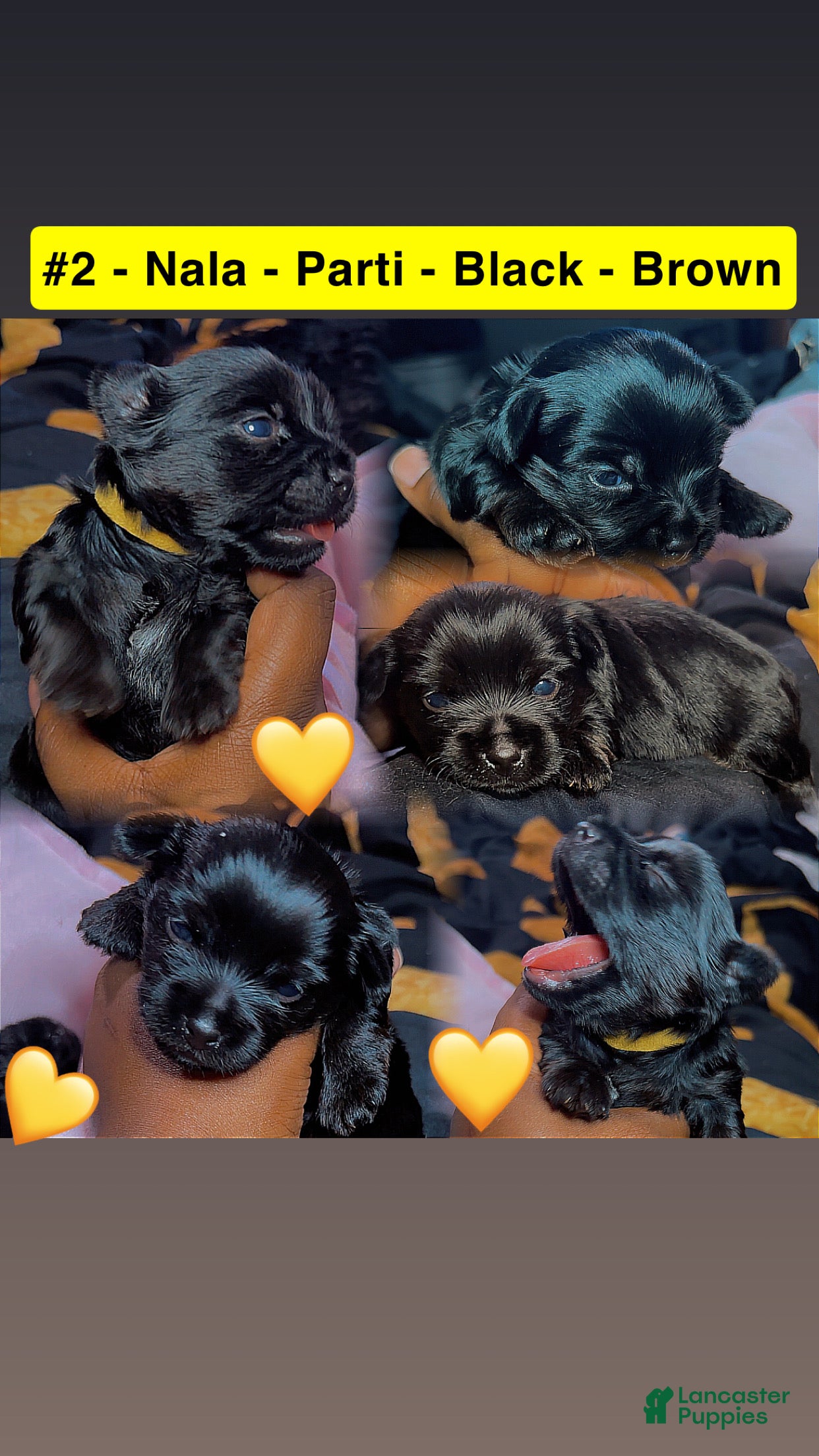 Yorkshire Terrier dogs Nala - Ad 5