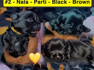 Yorkshire Terrier dogs Nala - Ad 5