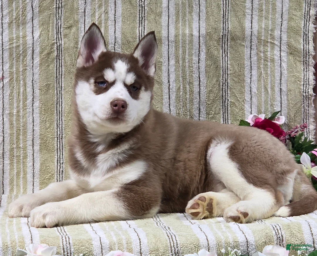Siberian Husky dogs for sale: Daisy - Ad 7