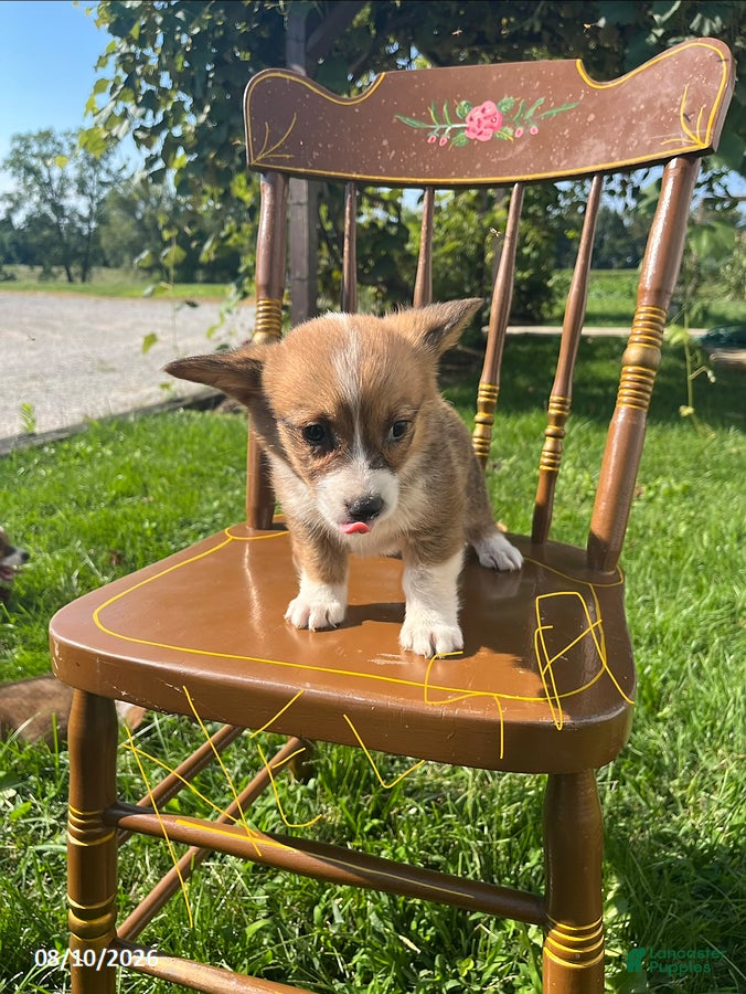 Welsh Corgi Pembroke dogs Nelsa - Ad 1