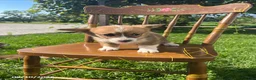 Welsh Corgi Pembroke dogs for sale: Nelsa - Ad 1