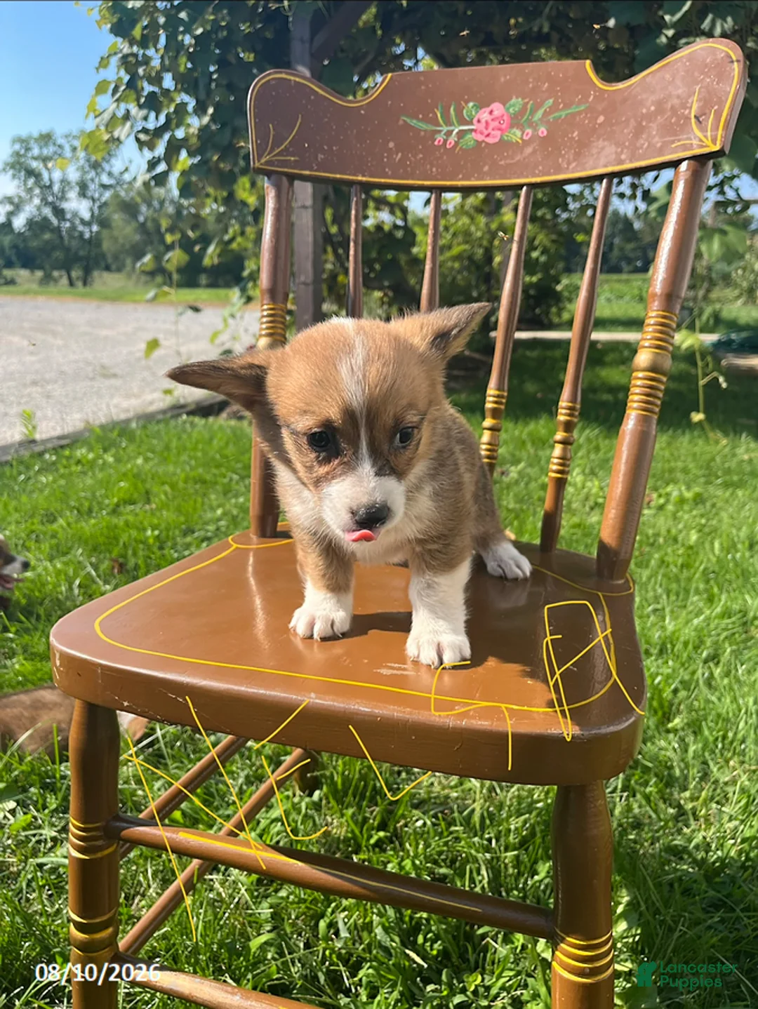 Welsh Corgi Pembroke dogs for sale: Nelsa - Ad 1